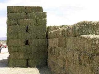 Vendo 3000 pacas de Alfalfa