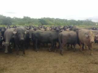 100 vacas bufalas