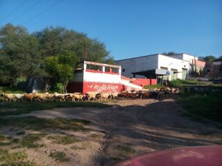 VENDO LOTE DE BORREGAS GESTANTES